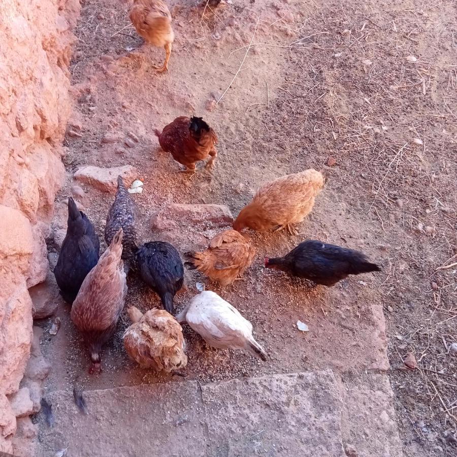 Hotel Dar Brahim Resto Beds Uarzazate Exterior foto